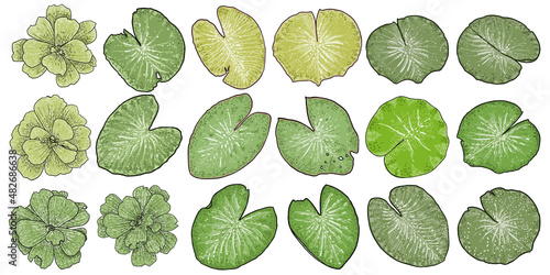 Lotus leaves and Water lettuce flower set. Sketched floral botany of water lilies. Indian religion symbol of purity and enlightenment. Hand drawn isolated water pond lily floral leaf and blooms vector