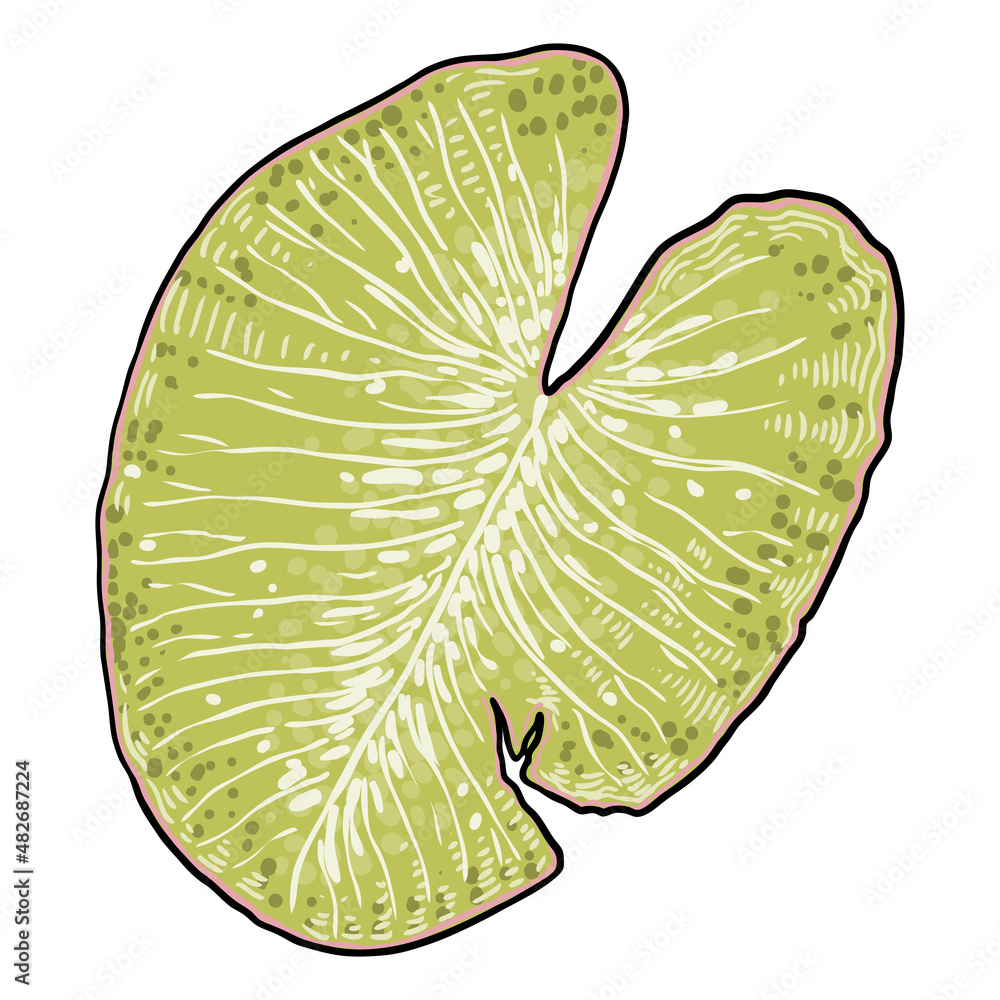 Lotus leaf drawing. View of water lily leaf. Hand drawn floral style