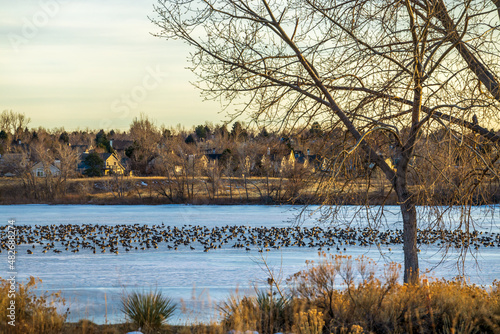 Quincy Reservoir landscape with Canadian geese resting on the icy lake at the opening to clear water. Aurora, Colorado photo