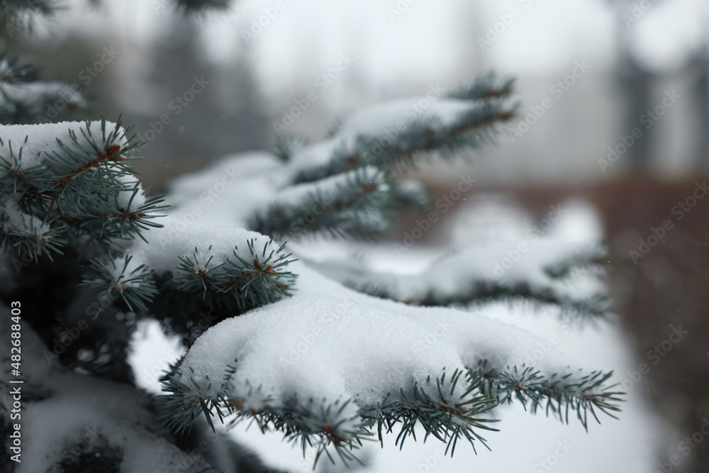 Branches of spruce covered with snow outdoors, closeup Branches of spruce covered with snow outdoors, closeup