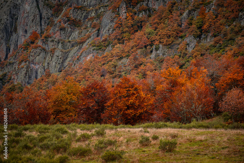 Colorful autumn trees in Picos de Europa national park, Spain