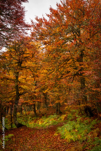 Colorful autumn walking path in Picos de Europa national park near Puerto de Panderrueda viewpoint, Spain
