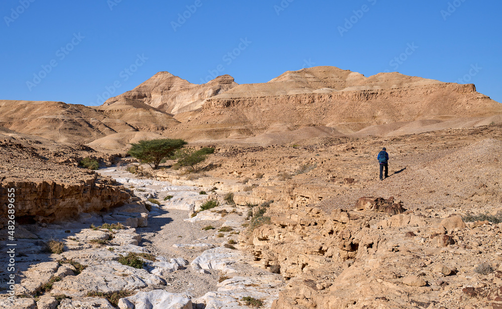 Male hiker on a trail inside a wide dry wadi in a remote desert region, Israel. Contrast of a white river bed, green acacias and orange mountain folds. Male hiker on a trail inside a wide dry wadi in a remote desert region, Israel. Contrast of a white river bed, green acacias and orange mountain folds.