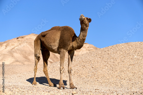 Lonely camel on it way in the remote desert region, Israel. Desert landscape on the background.