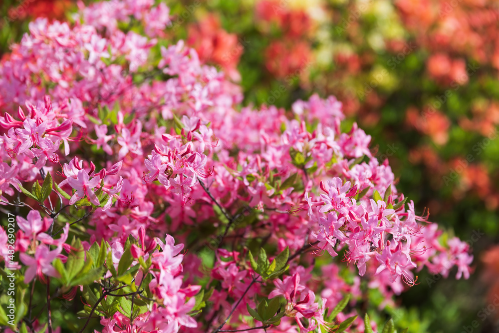 Floral background with azalea or rhododendron plant