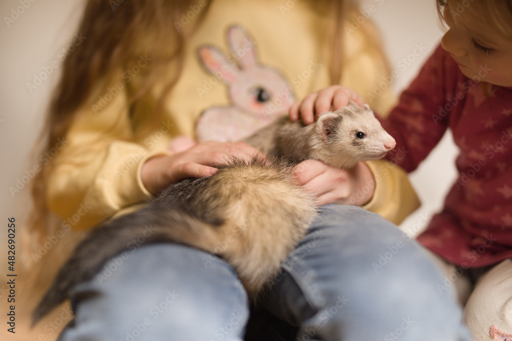 Little girl take care of adult ferret female pet Little girl take care of adult ferret female pet