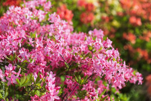 Floral background with azalea or rhododendron plant