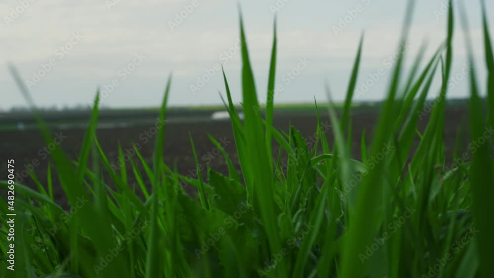 Field grass blowing wind in agriculture eco meadow outdoors. Agronomy concept. Field grass blowing wind in agriculture eco meadow outdoors. Agronomy concept.