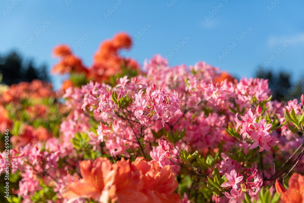Floral background with azalea or rhododendron plant Floral background with azalea or rhododendron plant