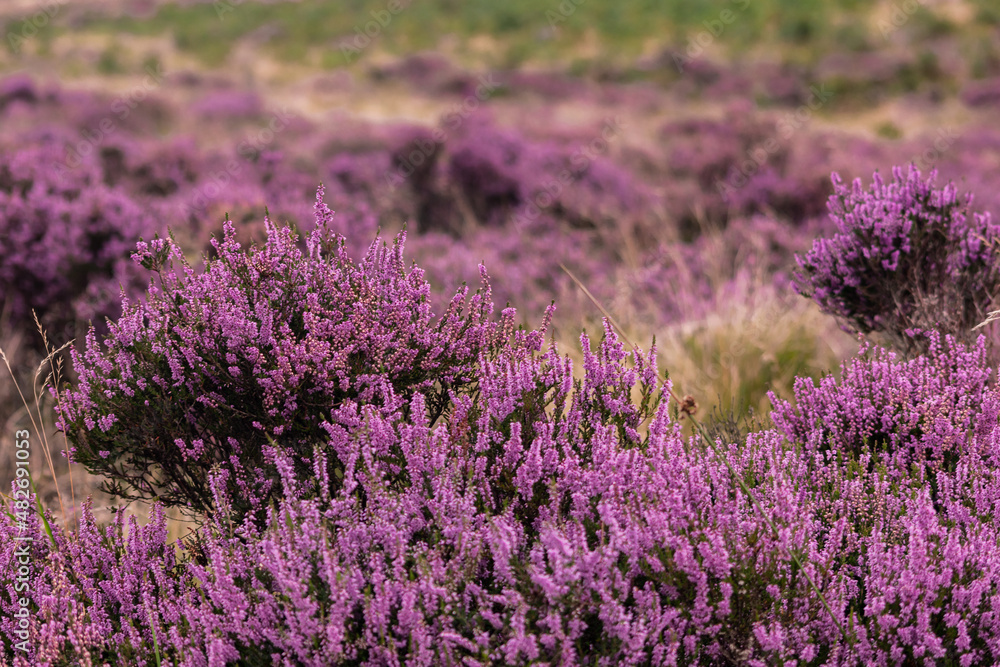 Obraz premium Closeup of a heather plant, purple little flowers growing in wild covering the hills of Peak District