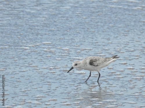 Sanderling