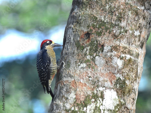Black Cheeked Woodpecker