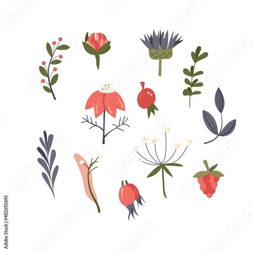 Collection of healing herbs and medicinal plants isolated on white background. Hand-drawn. All objects are separated. Vector illustration