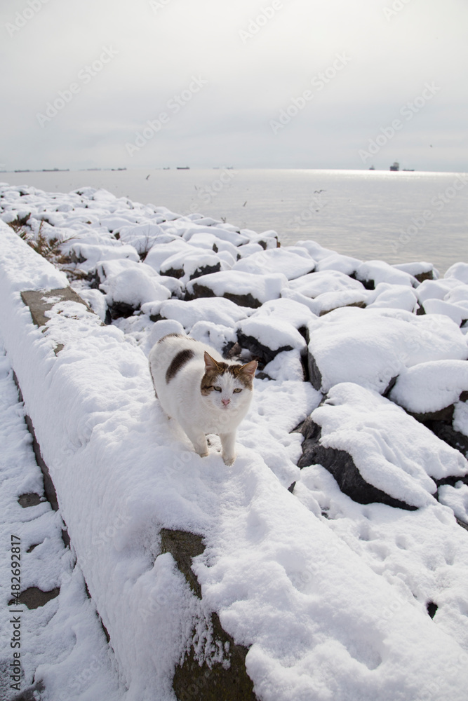 feeding cats at the seaside and snow view photos from Istanbul. feeding cats at the seaside and snow view photos from Istanbul.