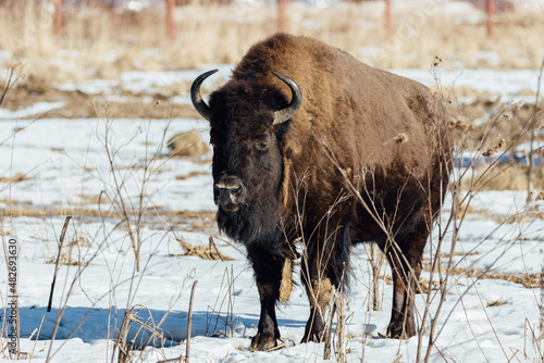 European bison in winter
