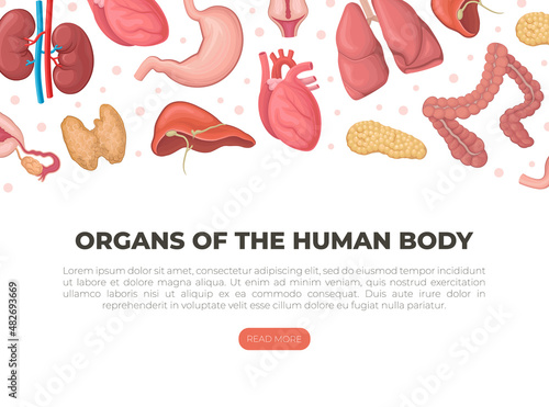 Organs of the human body landing page. Anatomy, transplantology medical web banner