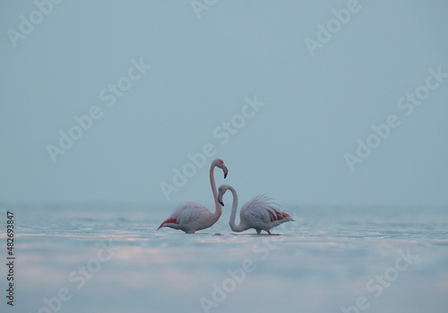 Fototapeta Naklejka Na Ścianę i Meble -  Greater Flamingos in the early morning hours at Asker coast, Bahrain