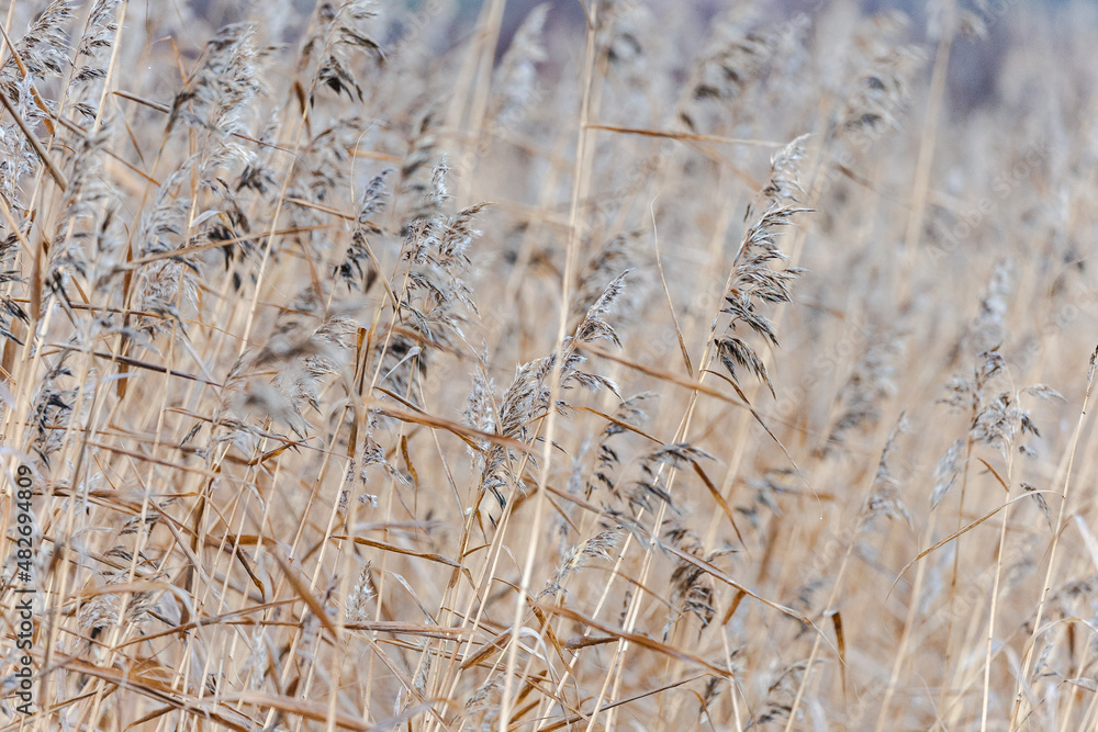 Fototapeta premium Tall dried grass