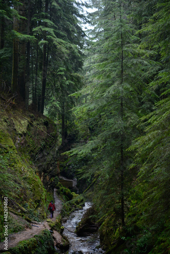 Wooded glen with a mossy trail in Scotland