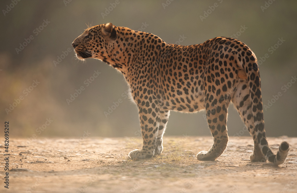 Leopard at Jhalana National Reserve, Jaipur Leopard at Jhalana National Reserve, Jaipur