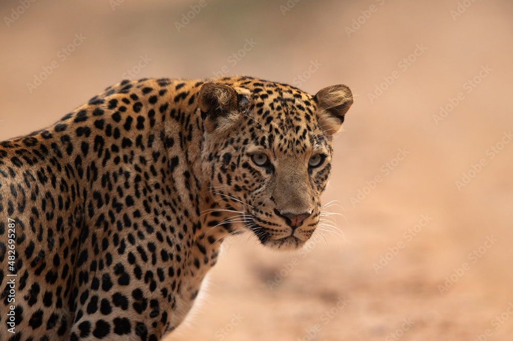 Obraz premium A portrait of a Leopard at Jhalana National Reserve, Jaipur