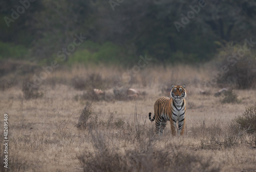 A Tigress in its habitat  at Ranthambore Tiger Reserve, India photo