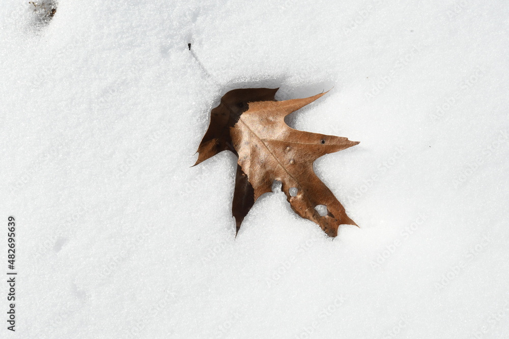 Oak leaf melting into the snow.