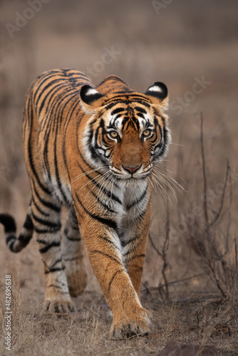 A closeup of a Tigress  Ranthambore Tiger Reserve