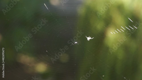 Small spider makes net in summer