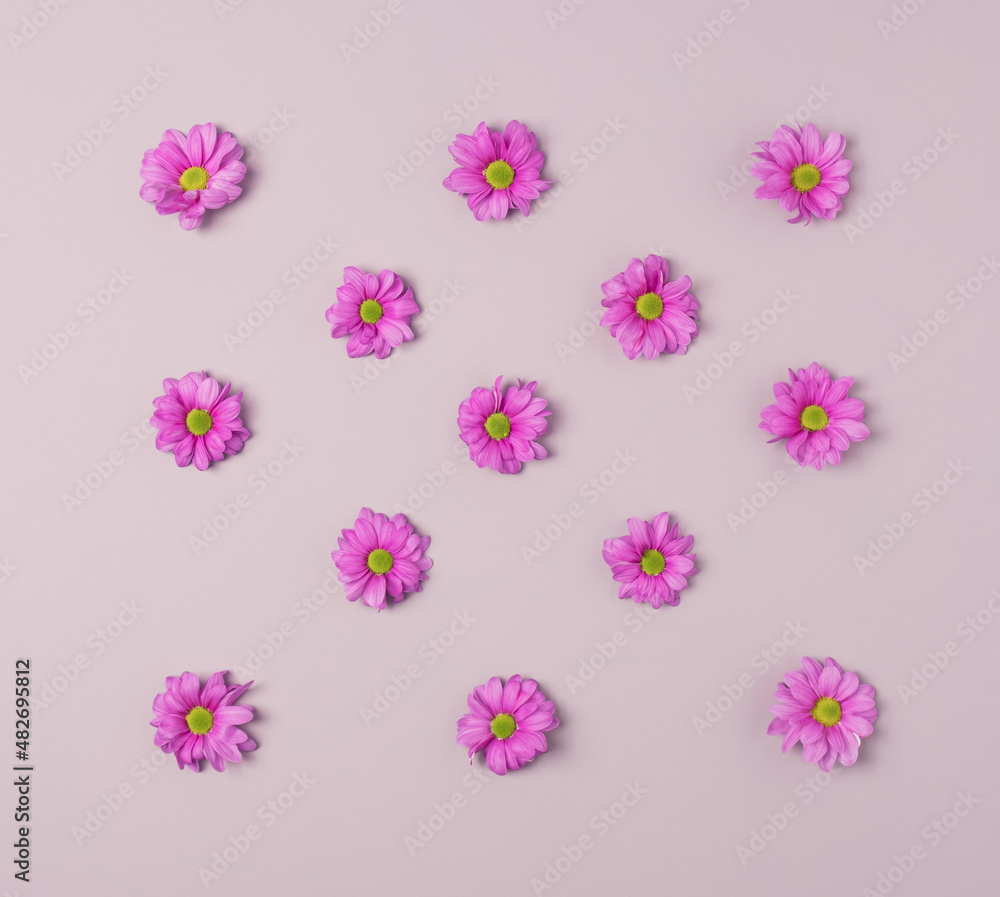 Violet Chrysanthemum flowers arranged on a violet pastel background. Springtime minimal flat lay.