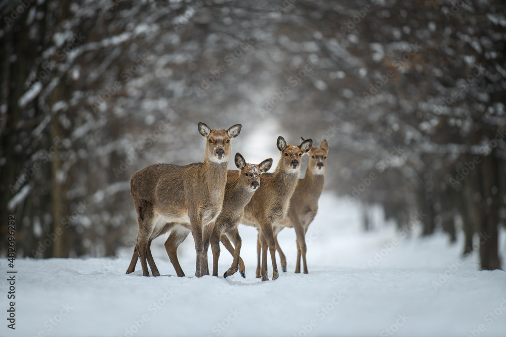 Four female deer in the winter forest. Animal in natural habitat Four female deer in the winter forest. Animal in natural habitat