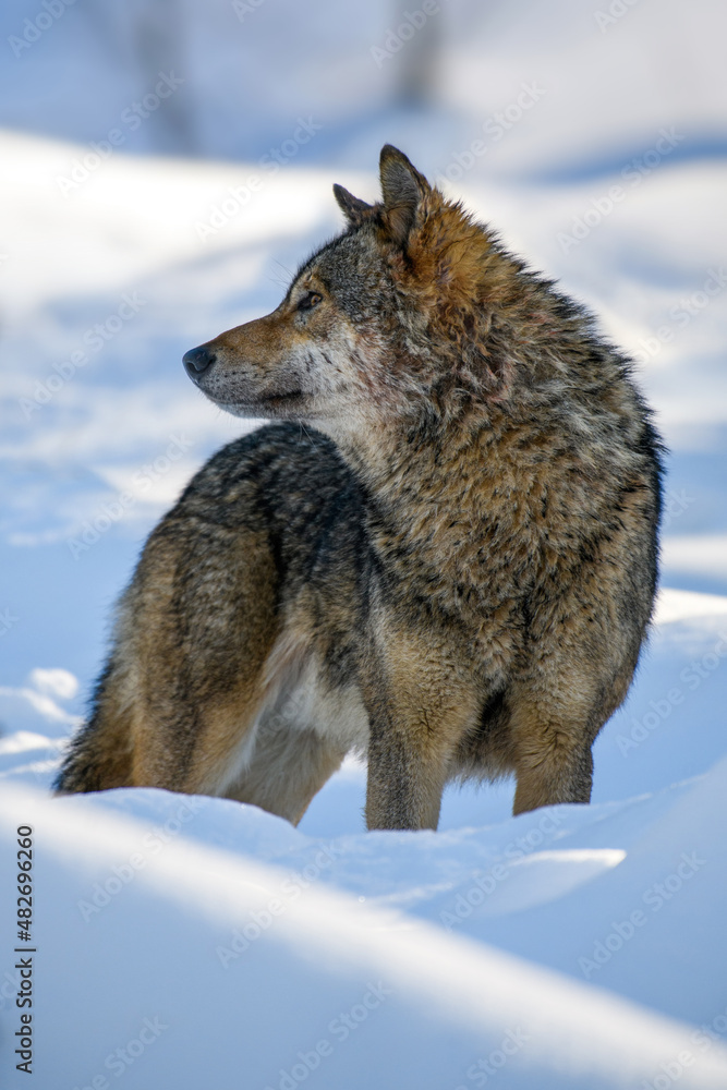 Fototapeta premium Gray wolf, Canis lupus in the winter forest