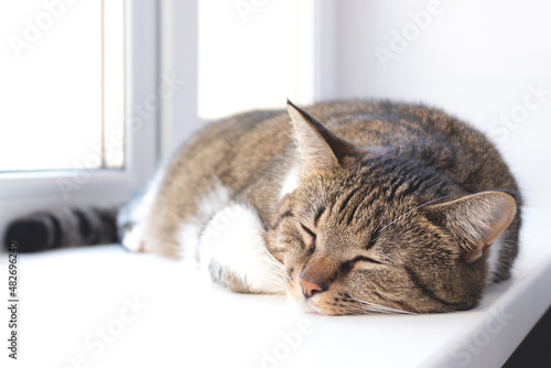 Gray shorthair domestic tabby cat sleeping on a white windowsill. Selective focus.