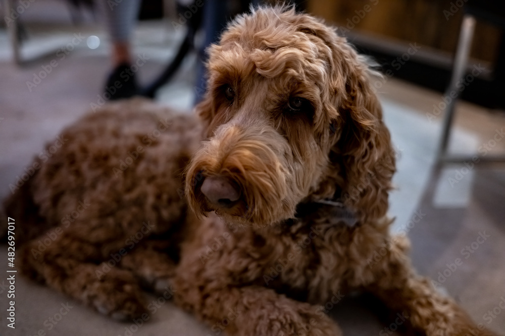 Fototapeta premium Dog sitting and posing for the camera