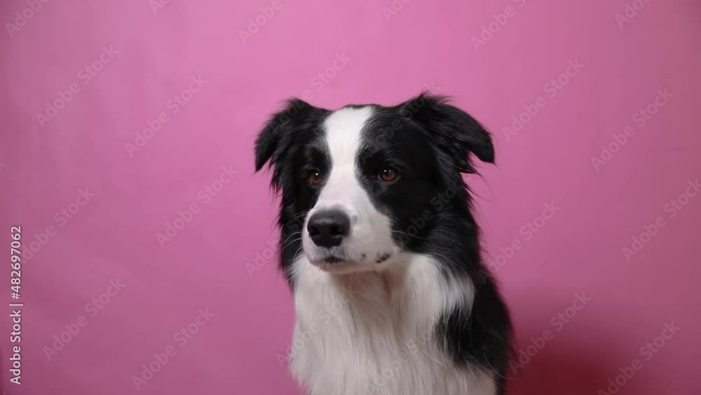 Funny portrait of cute puppy dog border collie isolated on pink colorful background. Cute pet dog. Pet animal life concept Funny portrait of cute puppy dog border collie isolated on pink colorful background. Cute pet dog. Pet animal life concept