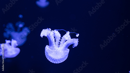 jellyfish in the ocean 