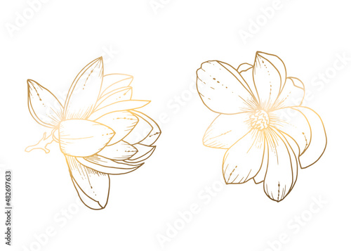 Golden magnolia on a white background. Line art. Handmade flower. Vector illustration. For greeting cards and invitations for wedding, birthday, Valentine s Day, Mother s Day and others.