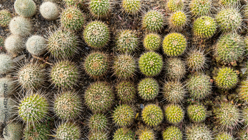 cactus close up