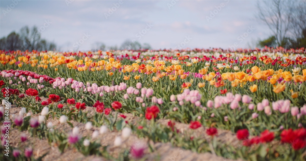 Wide Shot of Blooming Tulips on Agriculture Field. Fresh Colorful Tulips Production