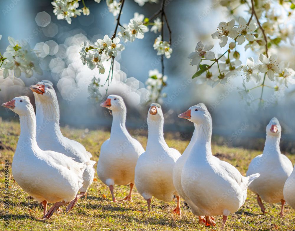 white geese on the farm