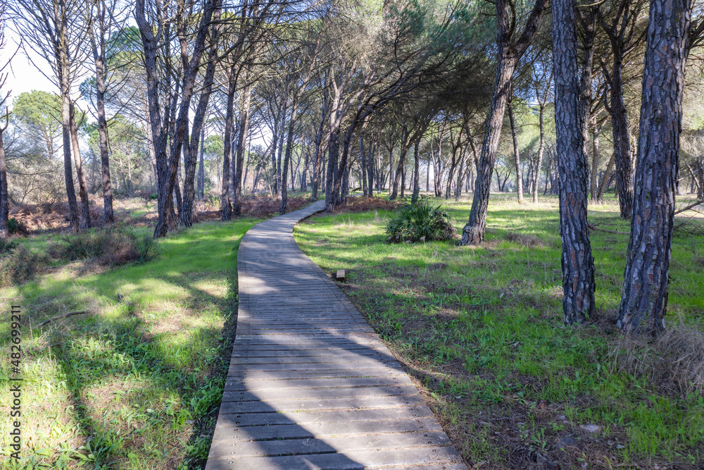 Wooden pedestrian path way over forest