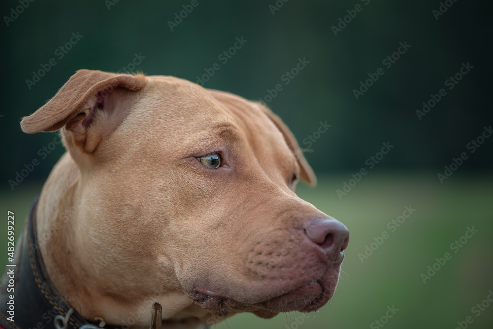 Close-up portrait of a beautiful thoroughbred American Pit Bull Terrier in the forest.