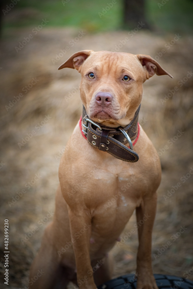 Close-up portrait of a beautiful thoroughbred American Pit Bull Terrier in the forest.