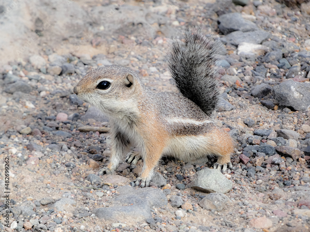 squirrel on the ground squirrel on the ground
