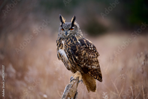 Great Horned Owl