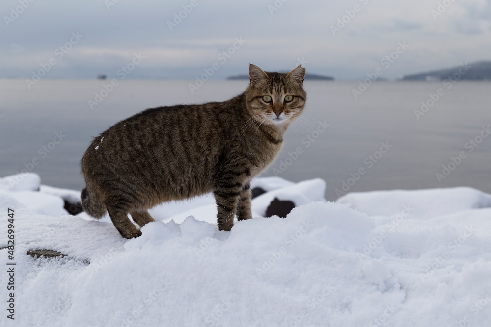 feeding cats at the seaside and snow view photos from Istanbul. feeding cats at the seaside and snow view photos from Istanbul.