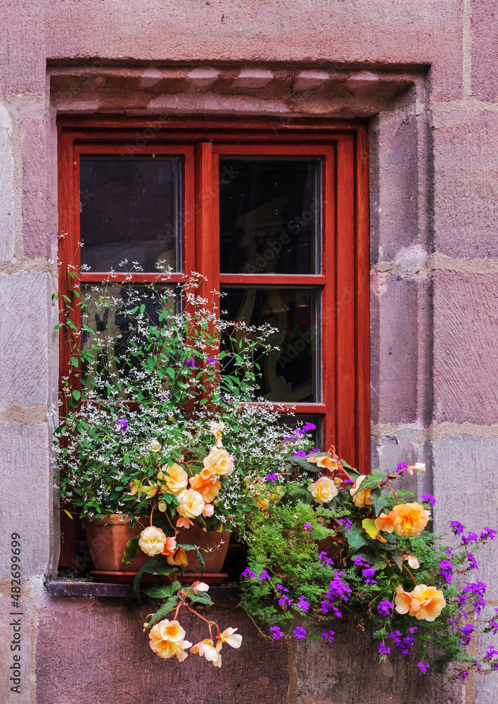 flower pots with roses and small climbing plants against of a large window with an old red wooden frame