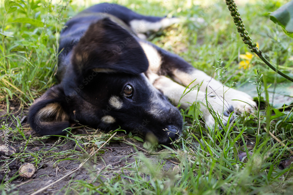 little black puppy for a walk in the park, lies in the grass on the lawn little black puppy for a walk in the park, lies in the grass on the lawn