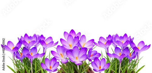 Spring flowers of Whitewell Purple or Early Crocus isolated on white photo