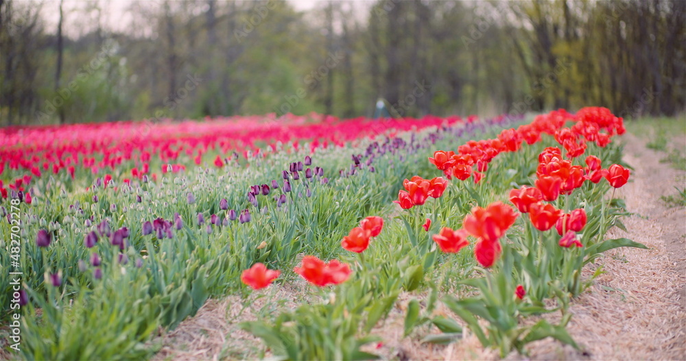 Blooming Tulips on Agriculture Field Blooming Tulips on Agriculture Field